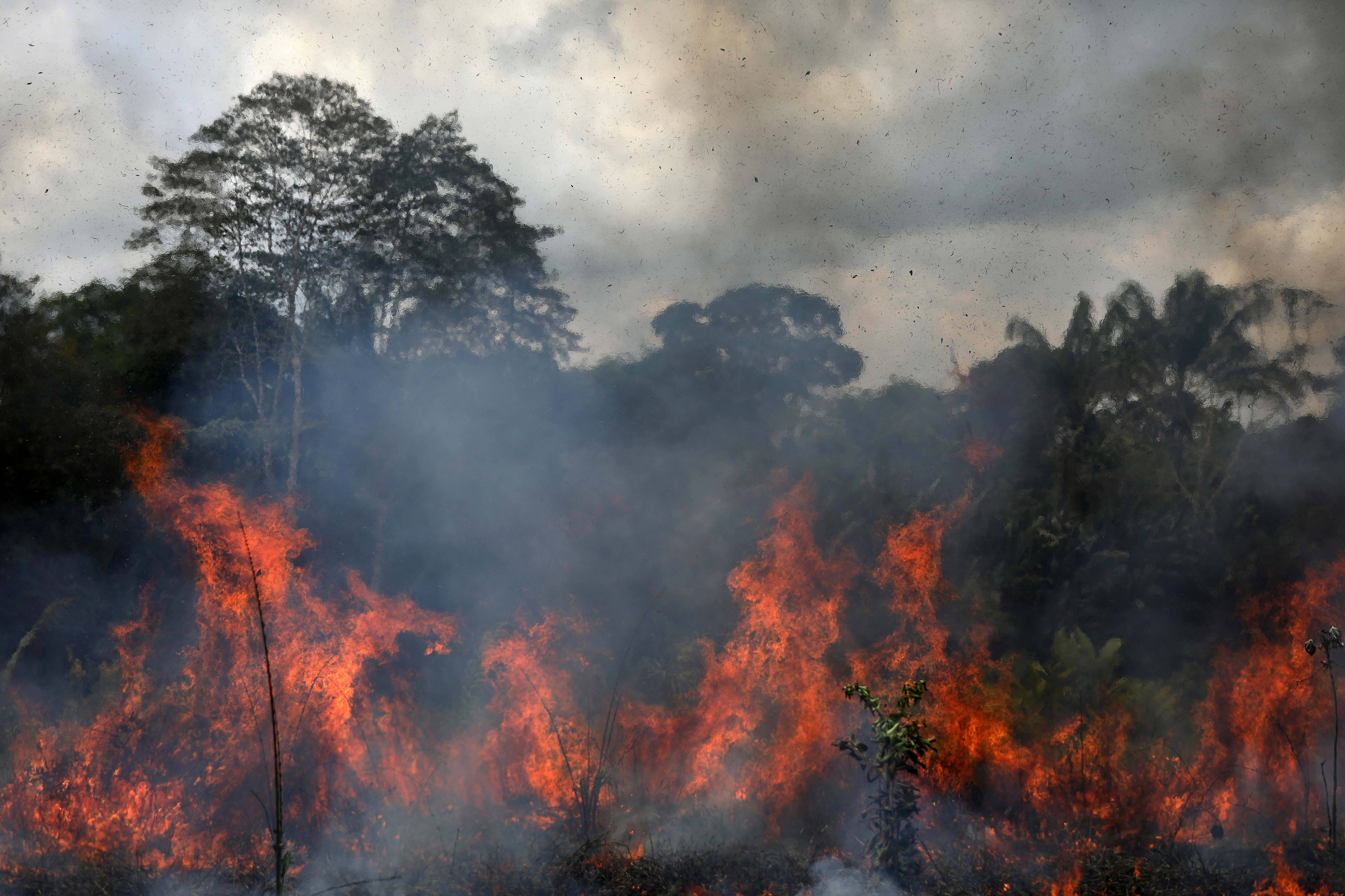 巴西亚马孙雨林连年遭砍伐和火灾,图自澎湃影像