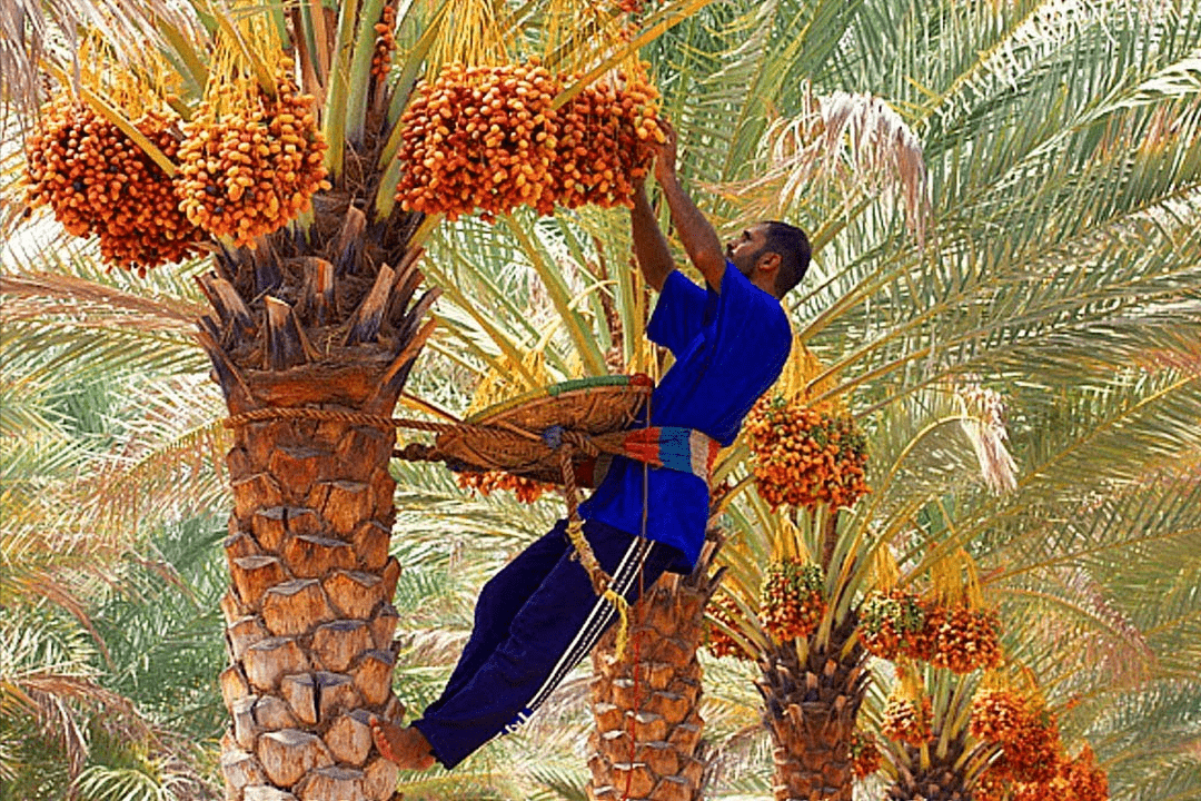 叱咤中东五千年,进口颇多但不火,椰枣缘何在我国沦为路人甲?_种植