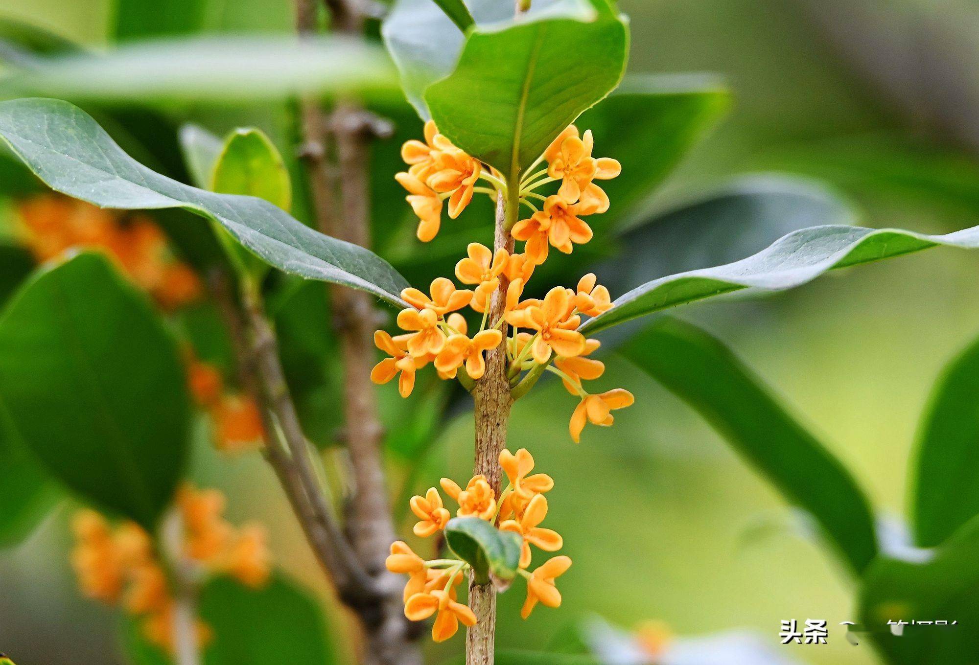 美丽的华南农大丹桂飘香