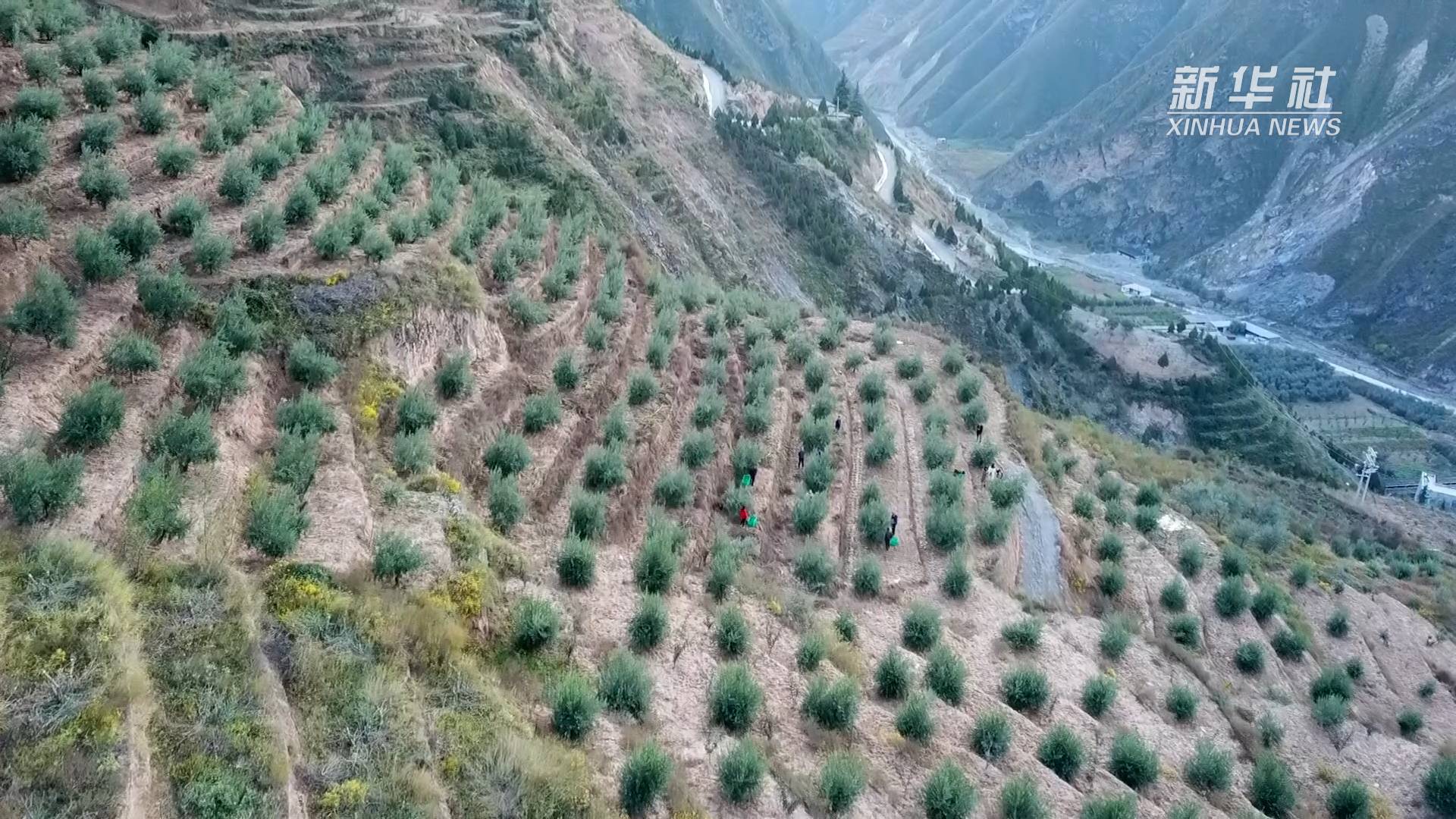 陇南市武都区在大力引导群众种植油橄榄的同时近年来还引进了国外优质