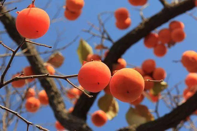 詩情畫意柿子紅了祝您柿柿如意