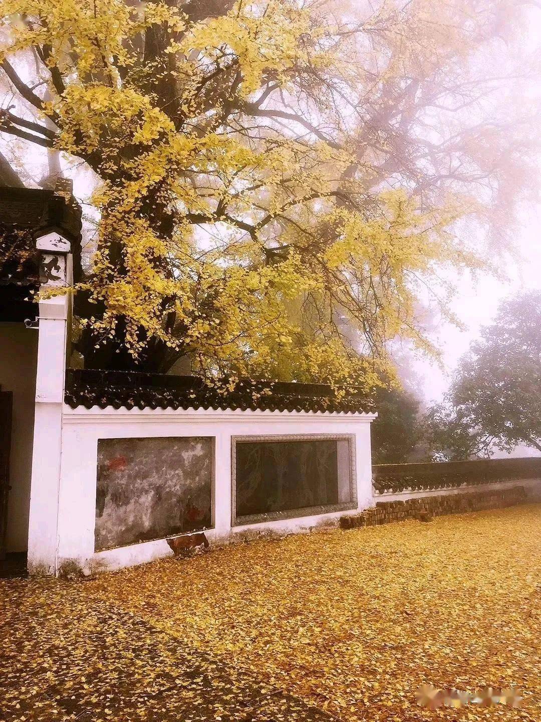 11月9日野线穿越南岳福严寺看千年银杏赏衡山层林尽染秋色一日户外