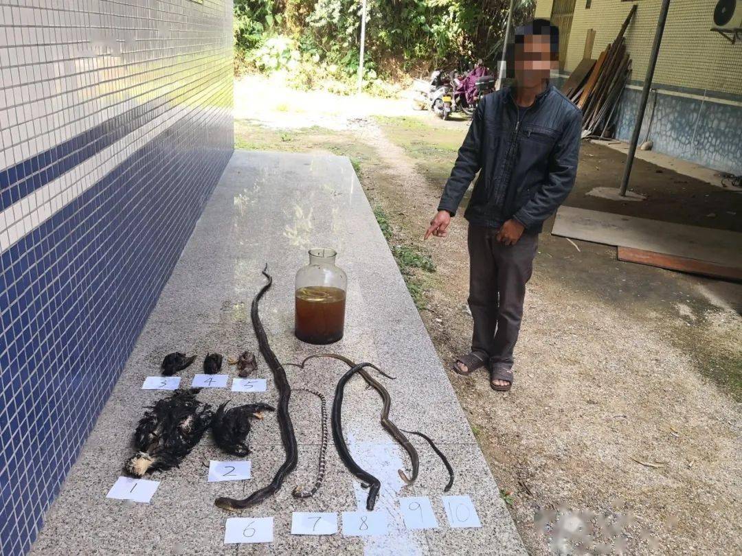 使用禁猎工具,捕猎受国家保护的野生动物,用于泡酒,食用,饲养观赏的