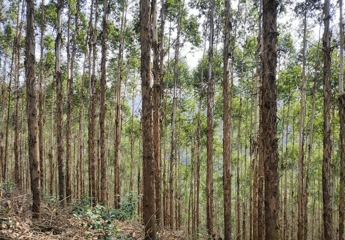 桉樹是我國廣西,廣東等地常見的經濟林木之一,並非我國本土樹種,而是