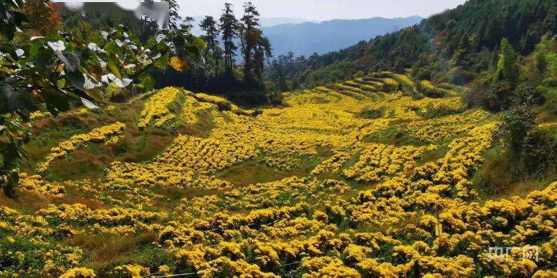 金丝皇|福建长汀汤屋村：金丝皇菊成为致富“黄金花”