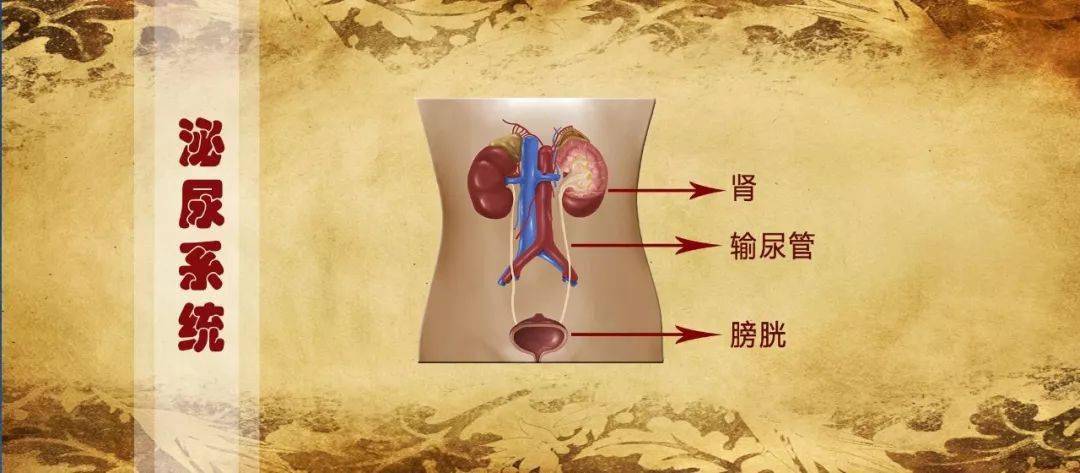 诊断|人到中年「肾」就不好了？泌尿科医生教你 几招，让肾变健康！