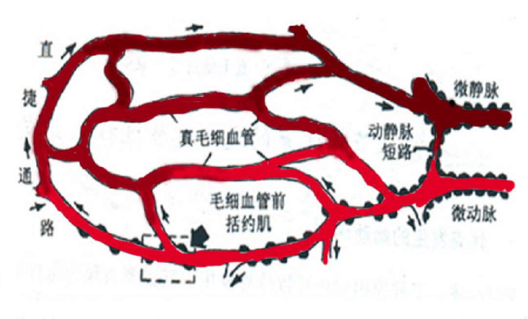 動靜脈短路(動-靜脈吻合支) :微動脈--動-靜脈吻合支--微靜脈迂迴通路