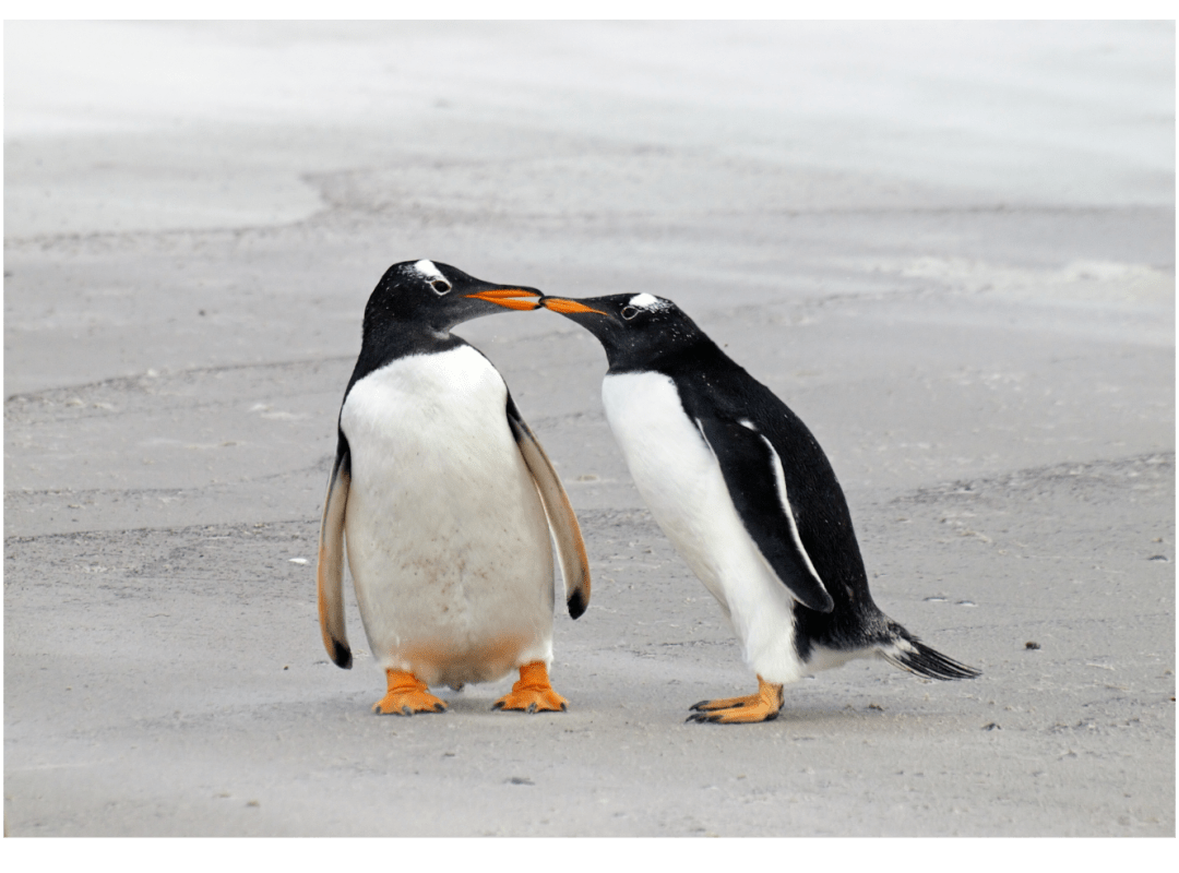 企鹅罗曼史动物界平平无奇的恋爱小能手