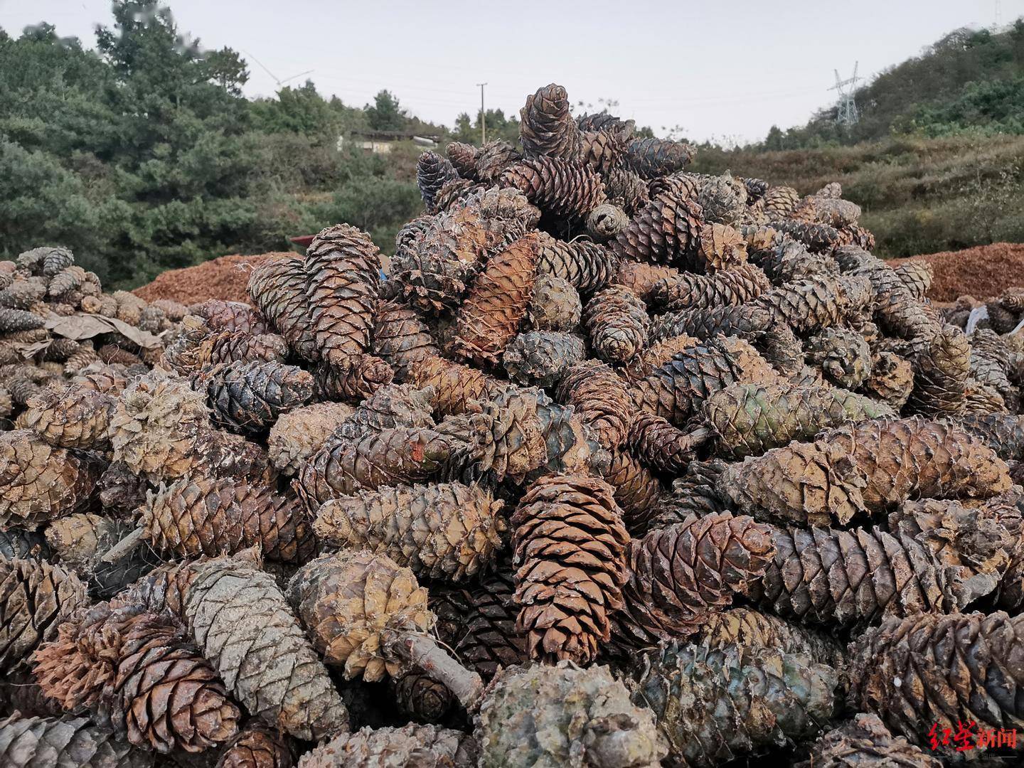 全国华山松子第一大县:每吨松仁卖十几万元,东北收购商忙抢货_松塔