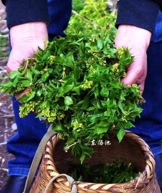 味道庐江关于汤池的百花菜你必须要知道这些