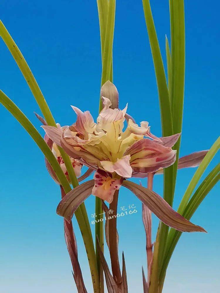 花开欣赏0353云南春兰万紫千红之美