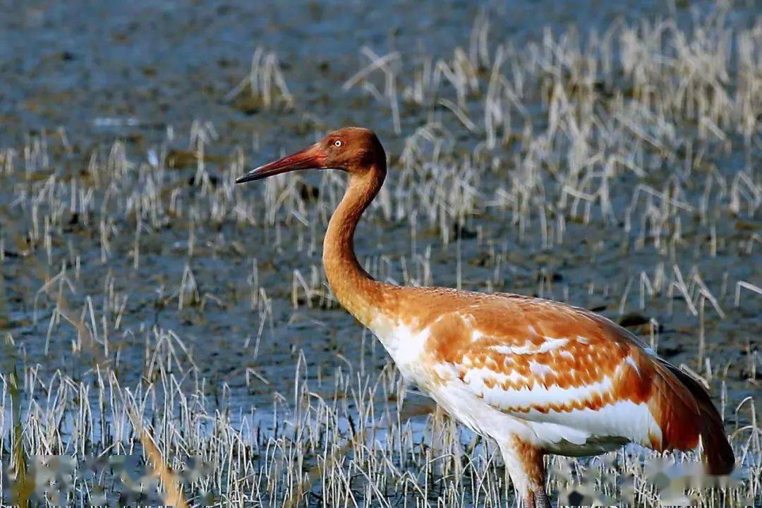 仙气飘飘的鹤中明星国家一级保护动物白鹤或因越冬迷路惊现宣化洋河