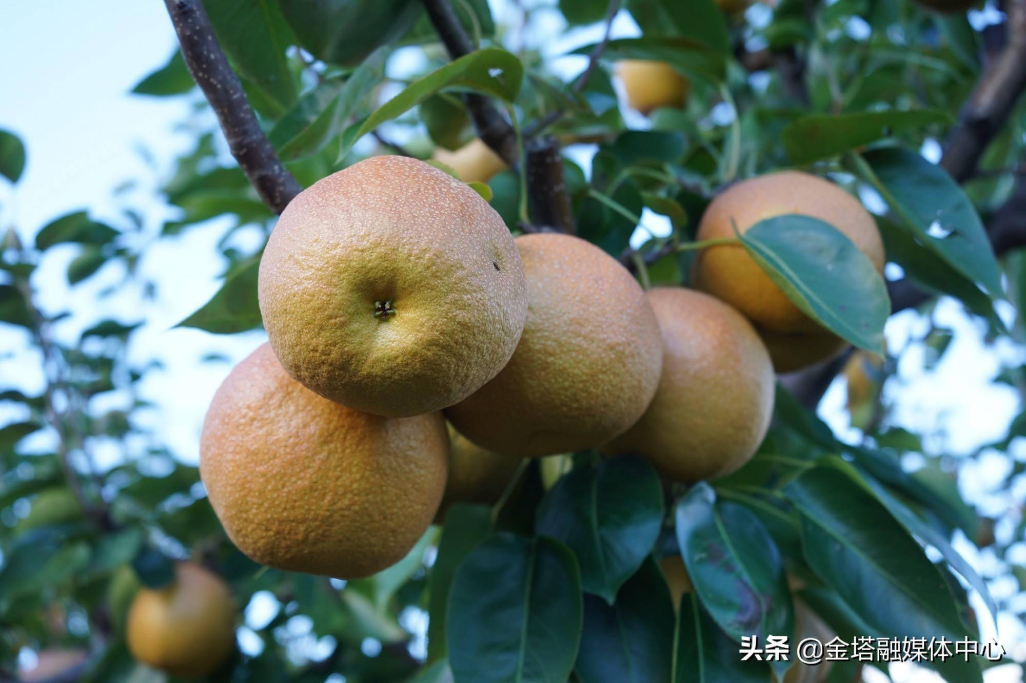 云南云龙麦地湾梨熟了