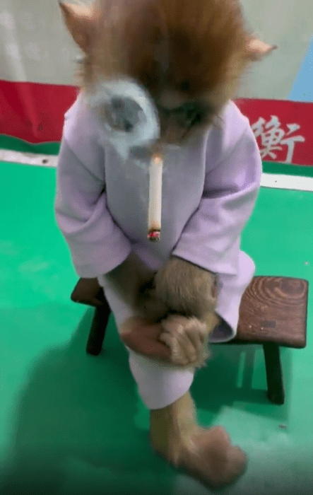 河北衡水一动物园拍猴子抽烟视频引质疑!回应称没真抽将整改