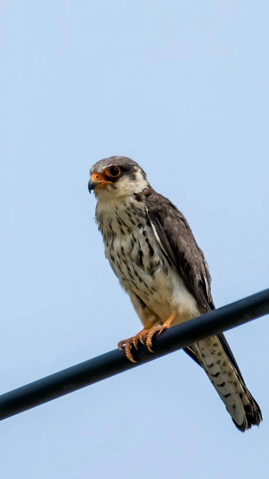 是国家二级重点保护动物.该物种的模式产地在俄罗斯.