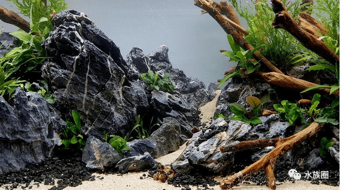 一个简单清爽的青龙石杜鹃根草缸!_造景