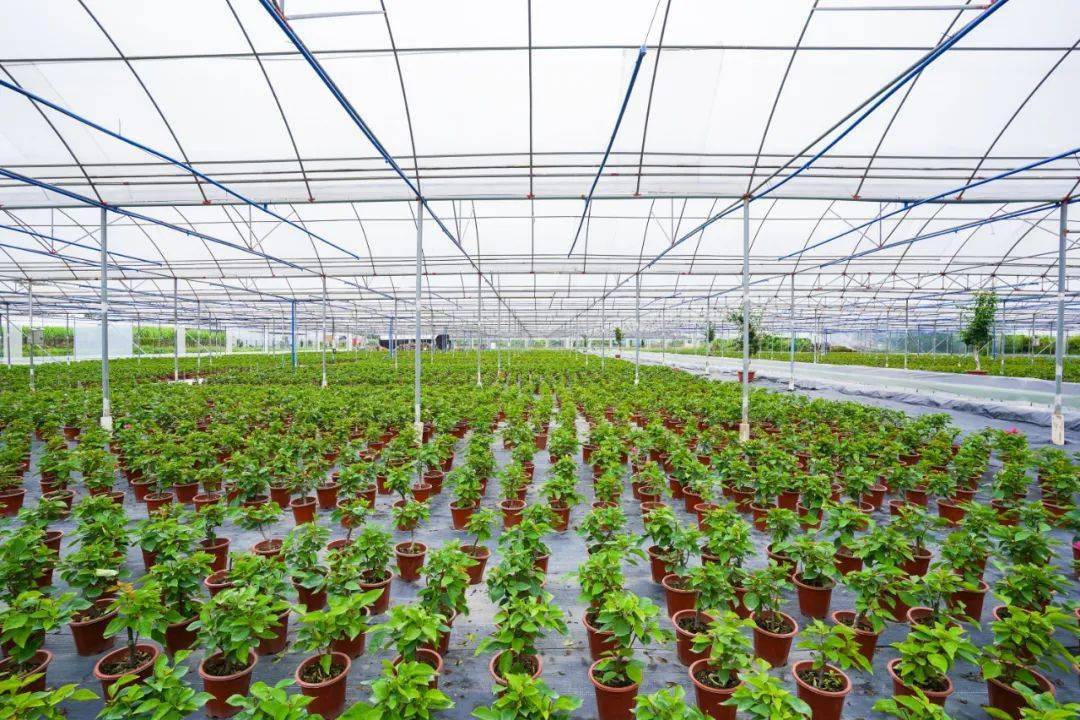 观光旅游60亩三角梅秘密花园隐藏在贤鲁岛在樱梦农业三角梅基地里,十