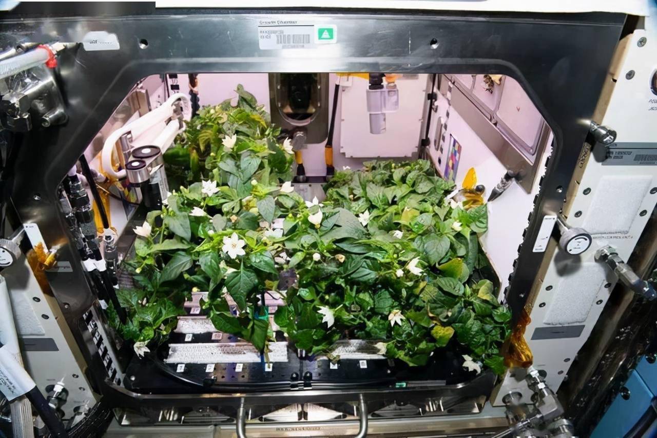 国际空间站的辣椒丰收了,航天员在太空中真的只尝得出辣味吗?_种植
