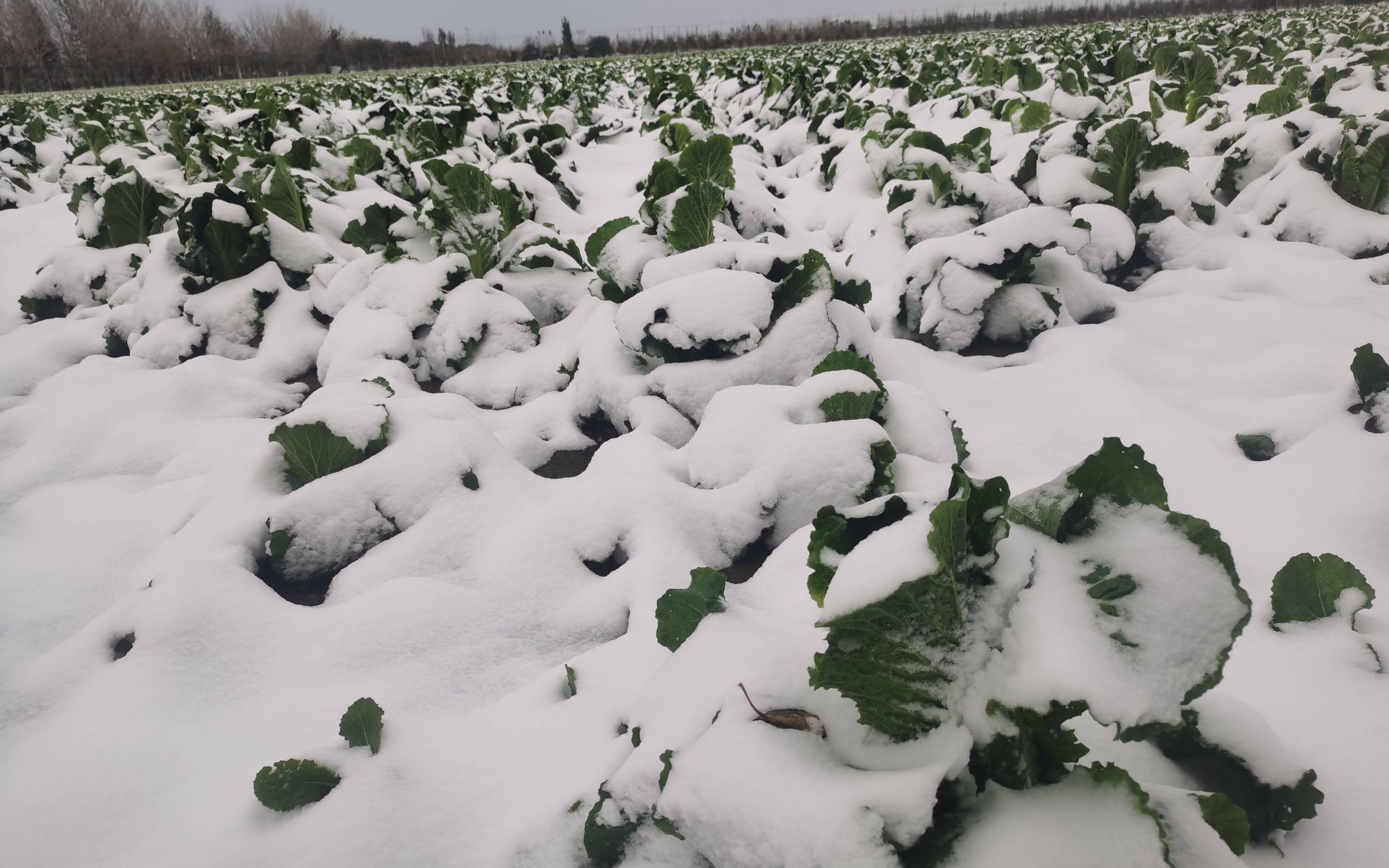 雪中京郊：大棚被压云顶国际官网塌 菜农紧急采收油麦菜