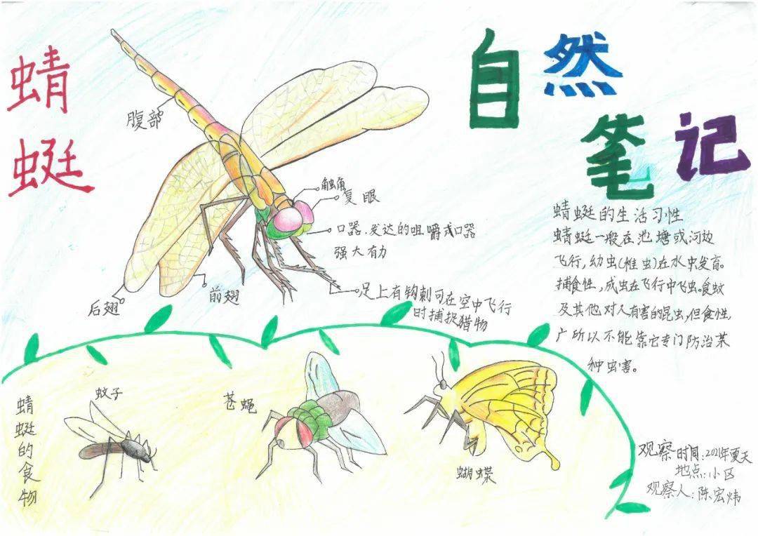 美丽中国我是行动者2021年福建省青少年自然笔记征集活动获奖作品展播