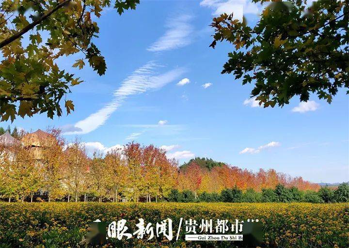 兴义贵州醇景区：枫树红满天 赏叶正当时