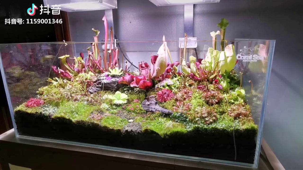 雨林缸食虫草生态造景水陆景观