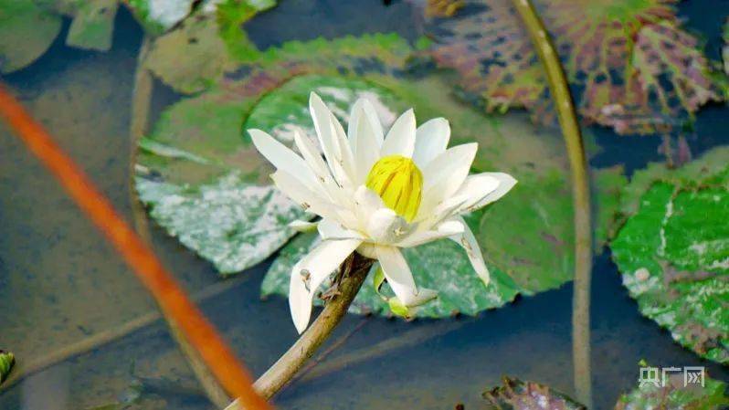 王占山抗美援朝坚守阵地4天4夜 深秋绽开香水莲广昌笑迎八方客 王占山抗美援朝坚守阵地4天4夜 深秋绽开香水莲广昌笑迎八方客