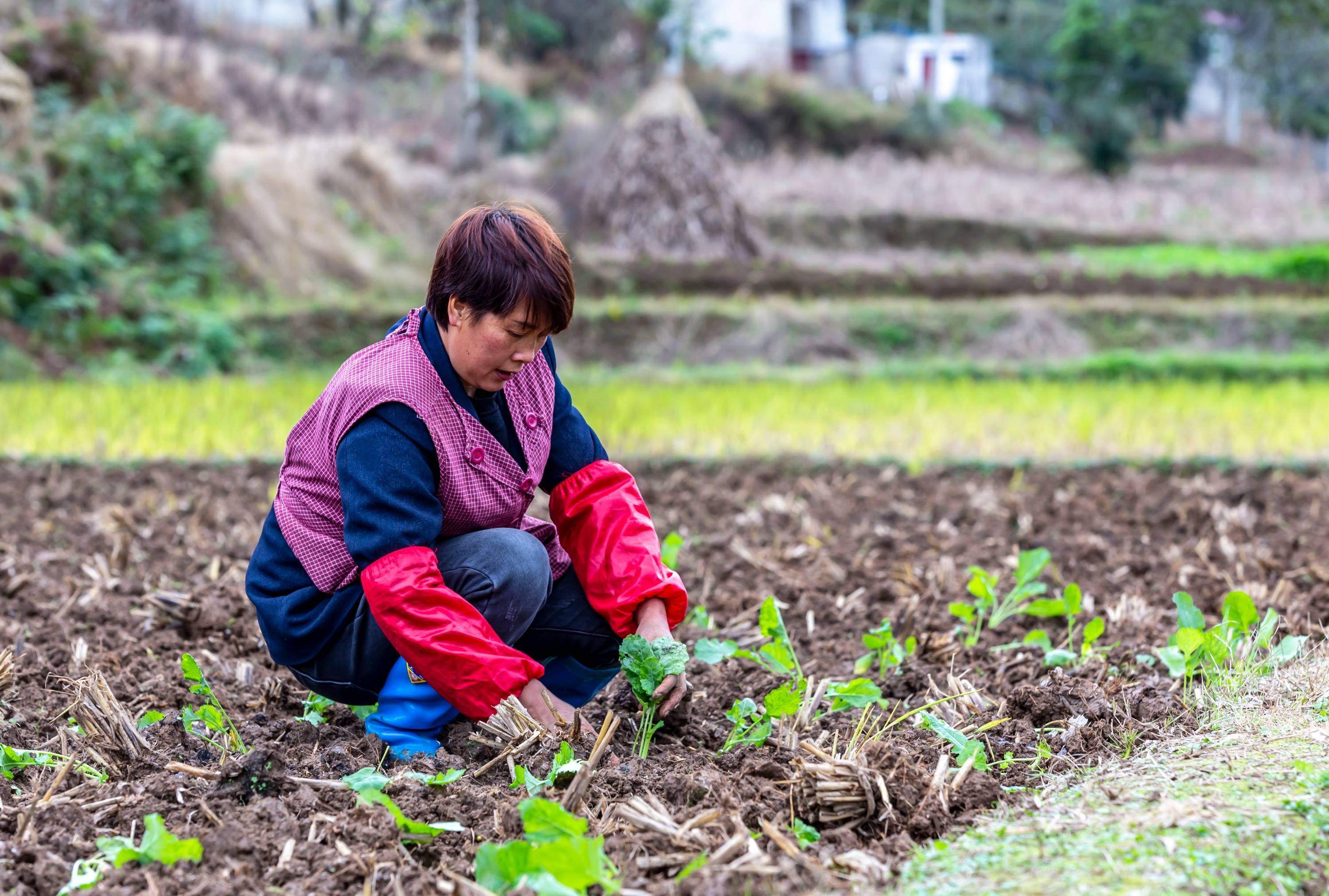 村民在移栽油菜苗