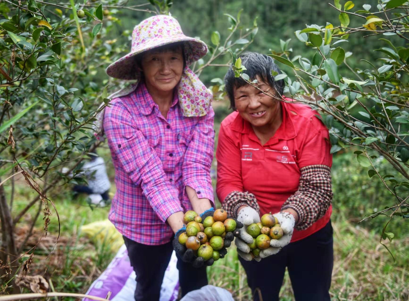 广东油茶再迎丰收大年260万亩油茶林结出致富果