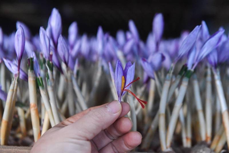 建德市|图集：西红花之乡迎丰收，头期花丝价比黄金，每公斤达三万元