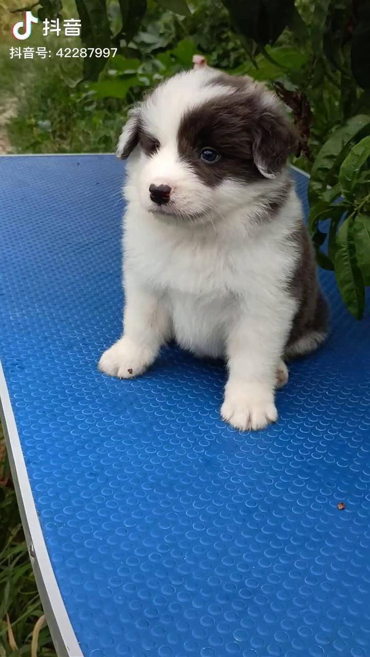 湖北边牧犬舍边境牧羊犬幼犬出售边境牧羊犬宝宝边境牧羊犬世界犬种