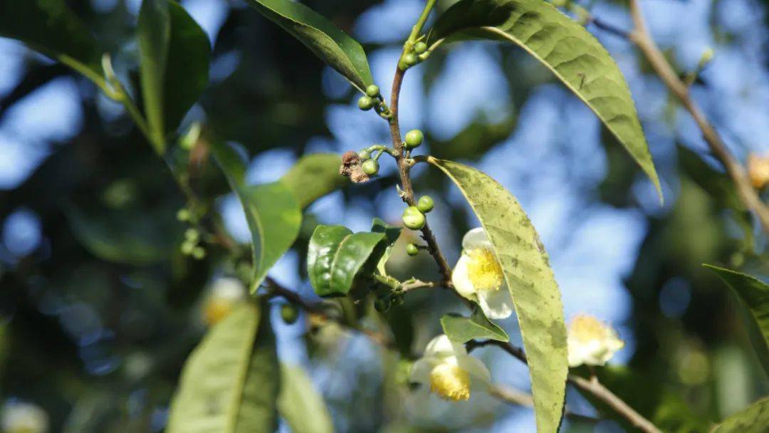 希少 旅順焼 七言詩入 混入松樹山之土 蓋付茶器 珍品-