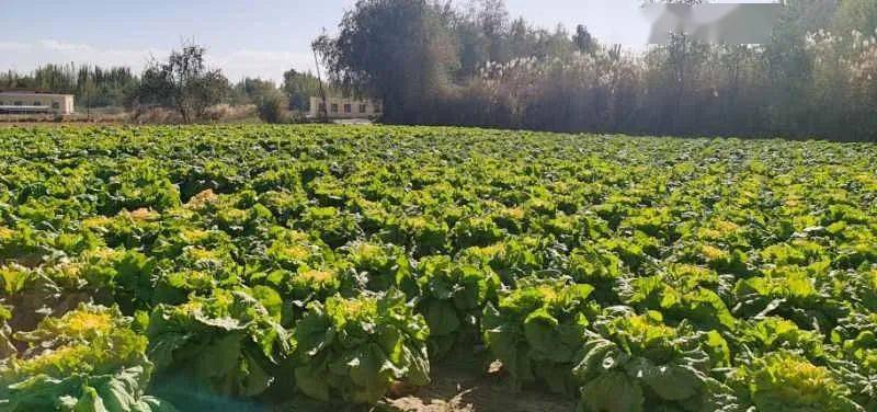 抓农耕送关爱新疆和田策勒县恰哈乡一批天津蔬菜获丰收