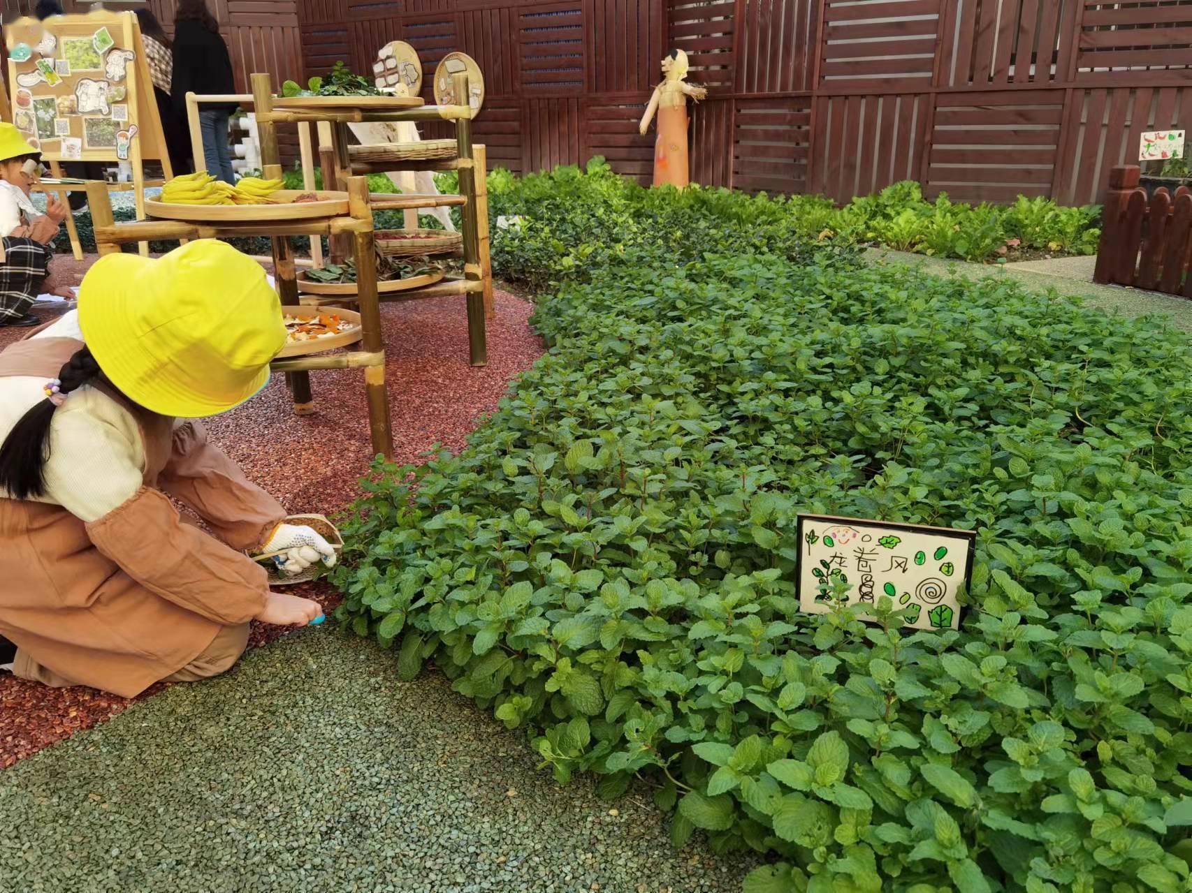 顾英姿|上海幼儿园孩子自种薄荷与辣椒，起名“龙卷风”“好热啊”