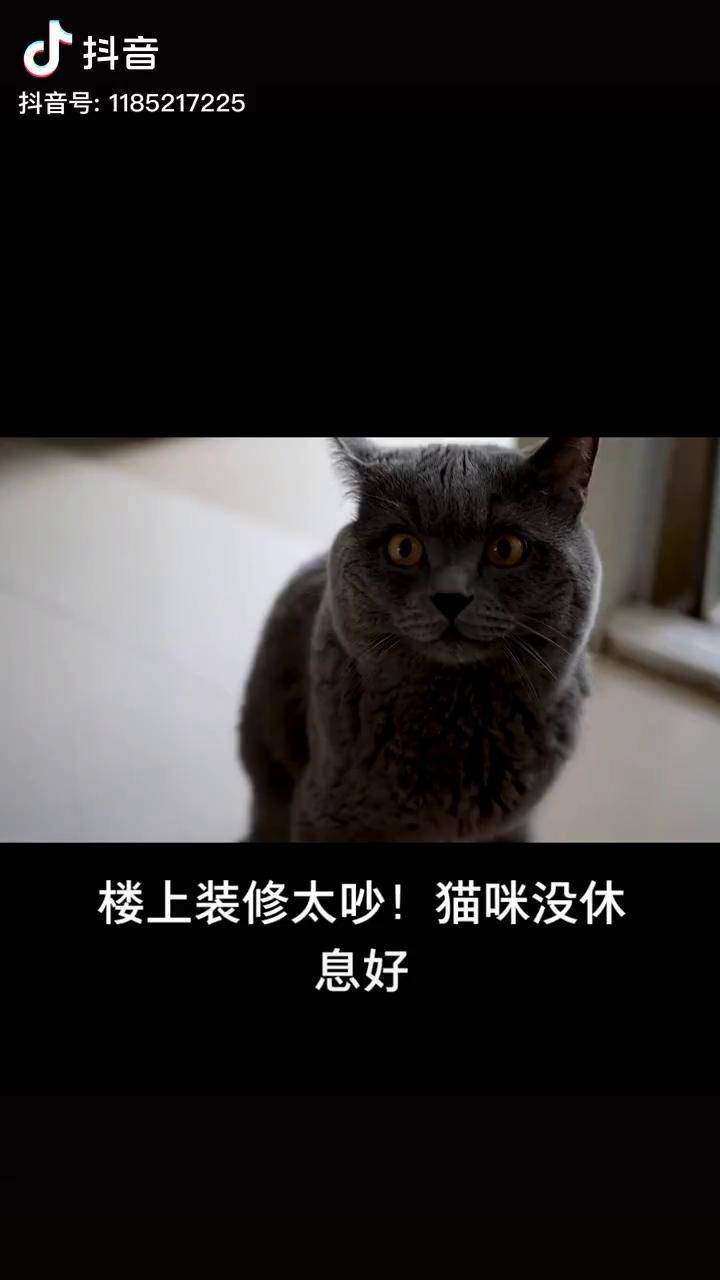 楼上装修太吵,我家的猫都没休息好猫咪
