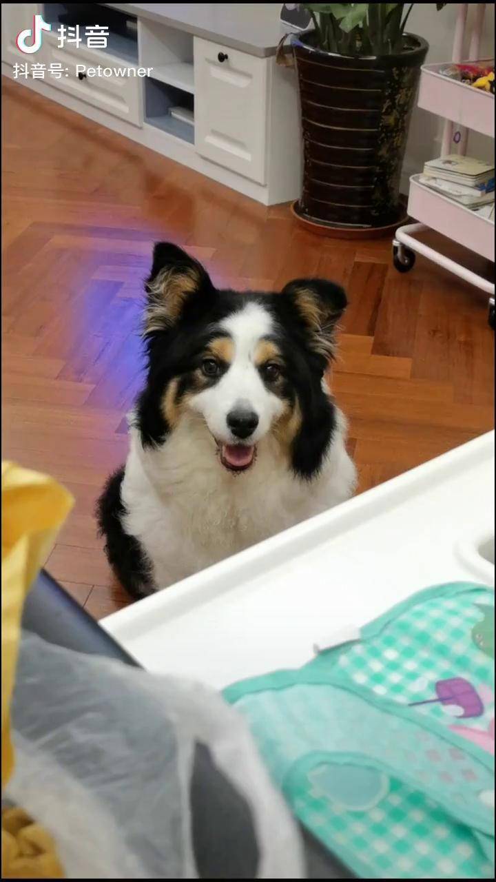 三色边牧只有一个观众的吃播貌似也不太忠实