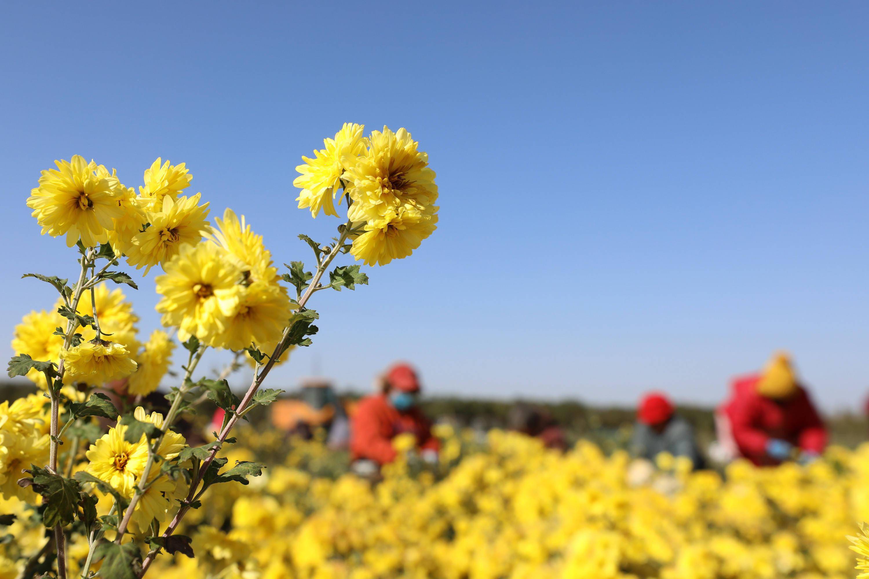 11月10日,温县武德镇徐堡村村民在采收怀菊花(无人机照片).