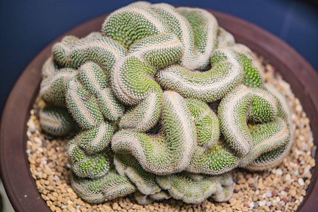 秋日里的 多肉之美 辰山植物园多肉植物展了解一下 龙舌