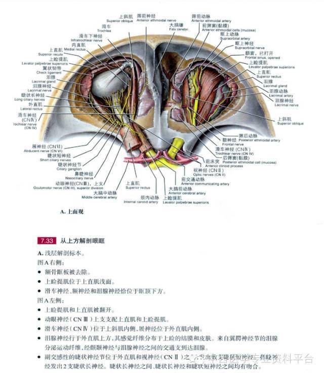 grant解剖圖035眶眼球及腮腺區