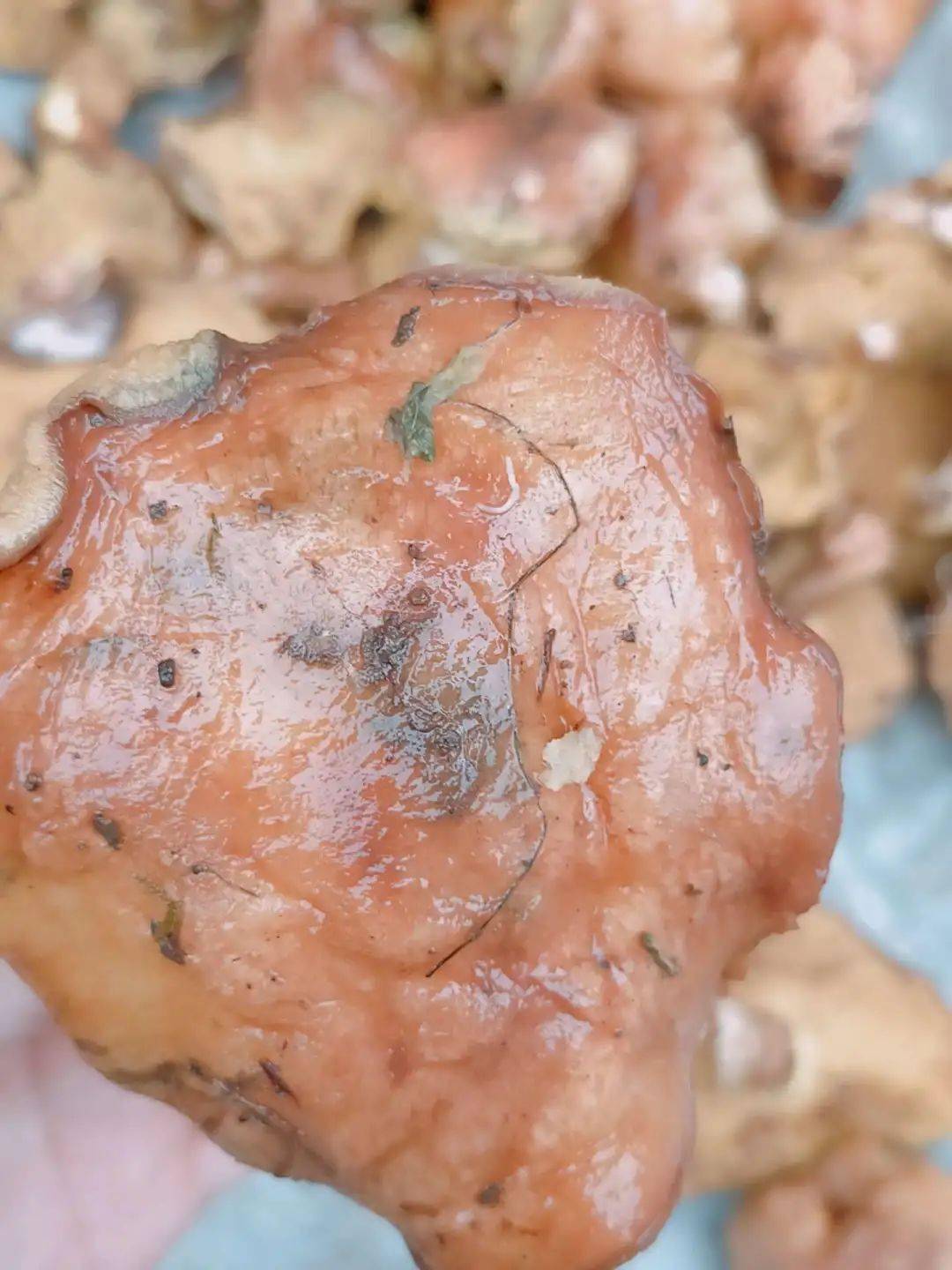 湘西网友发帖吐槽:剥皮菌不好吃,里面全都是蛆!太恶心了_大爷