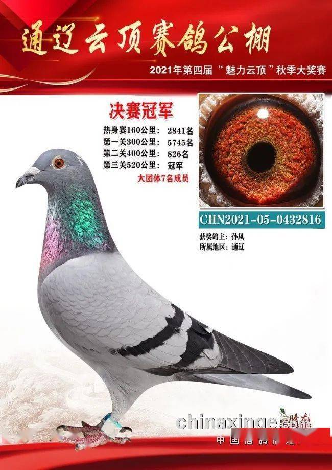 冠军霸气逆袭内蒙古云顶草原战鸽闪亮登场