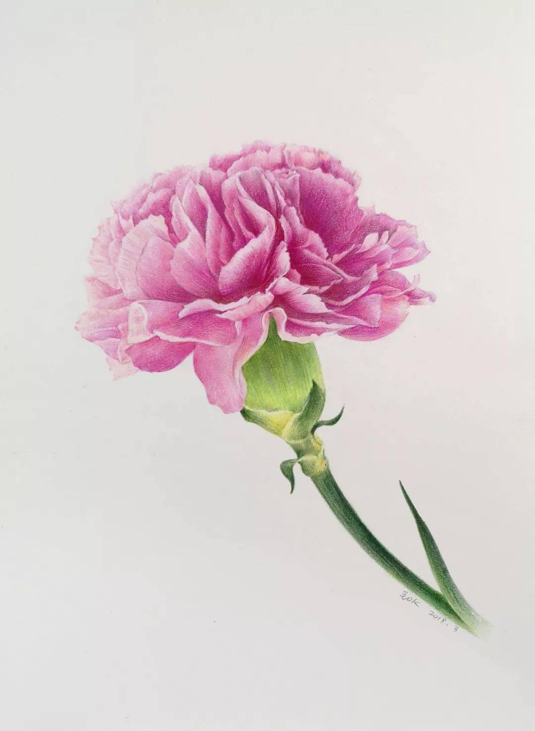 超详细彩铅康乃馨画法