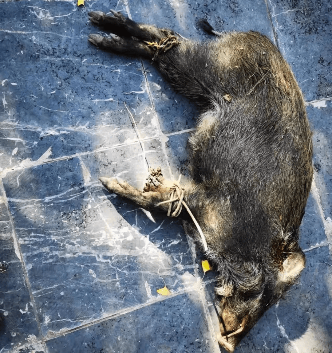 人能打过野猪吗 25592e8ac78743eeafc50f739f55b279.png