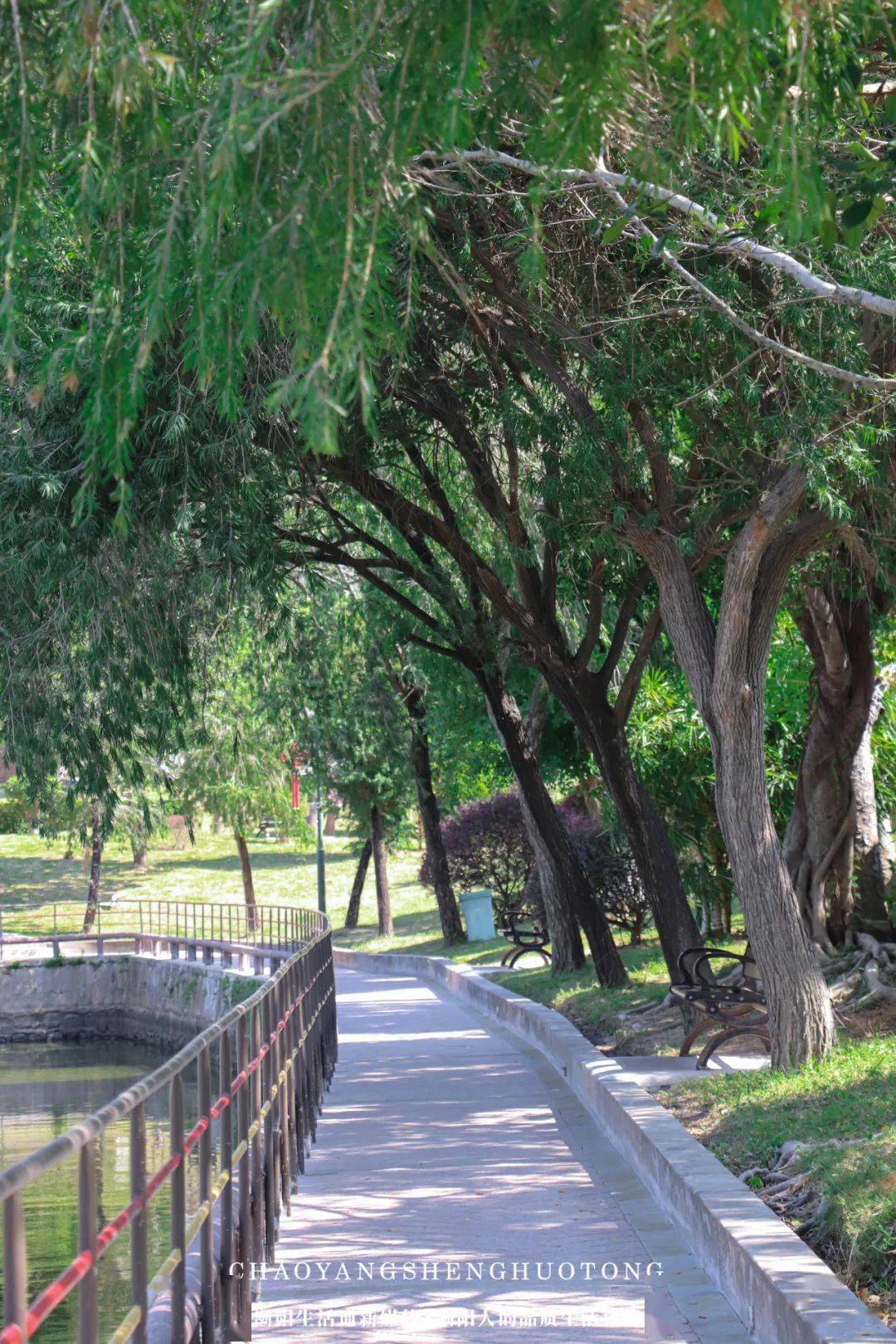 潮阳凤肚公园,今天看到的!_带着