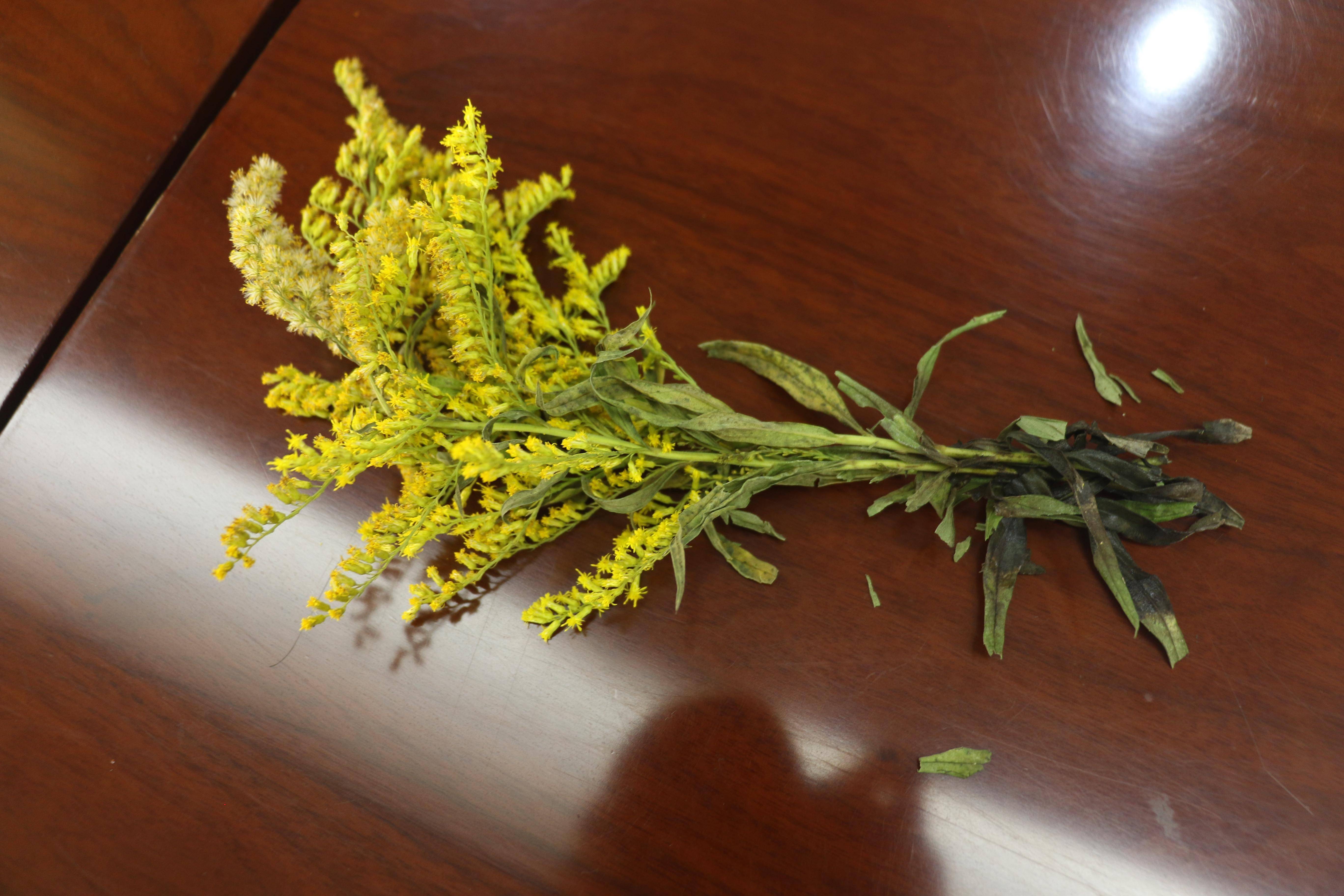 公开资料显示,加拿大一枝黄花是一种危害极大的外来入侵植物,被环境