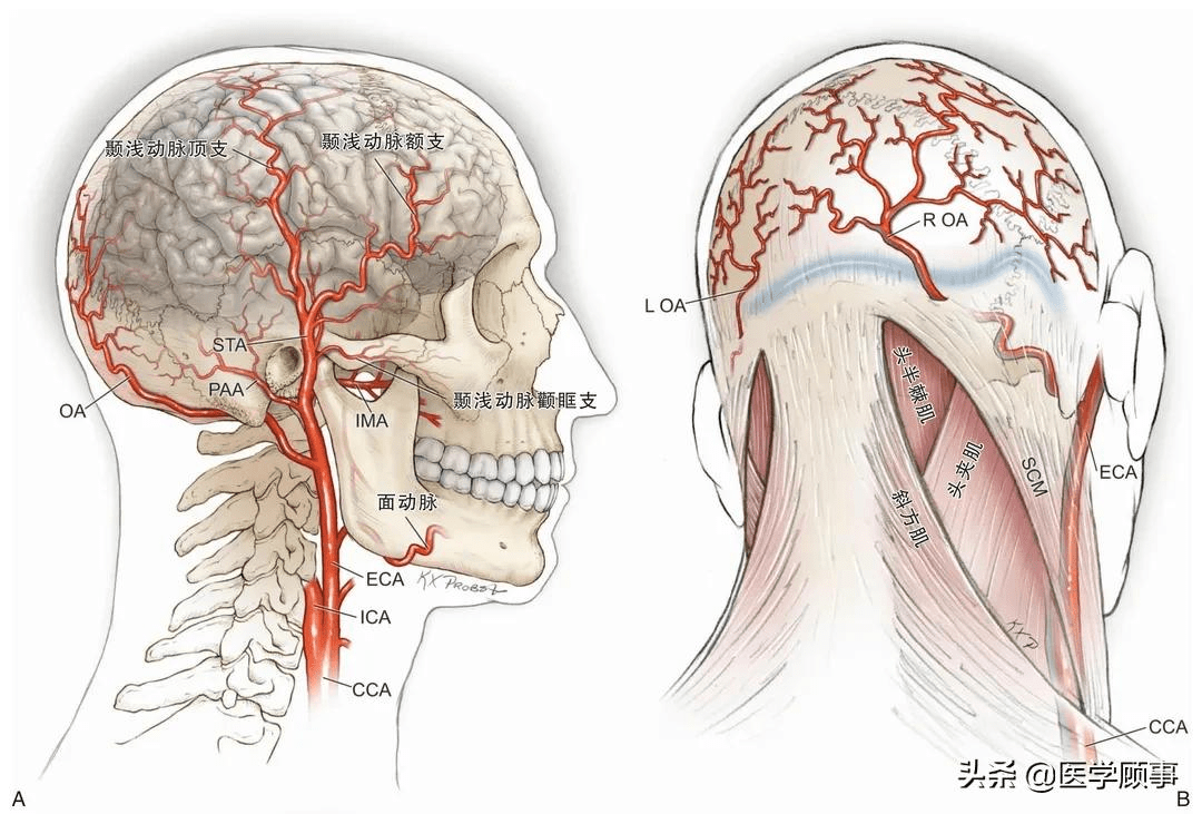 人体血管分布图头部图片