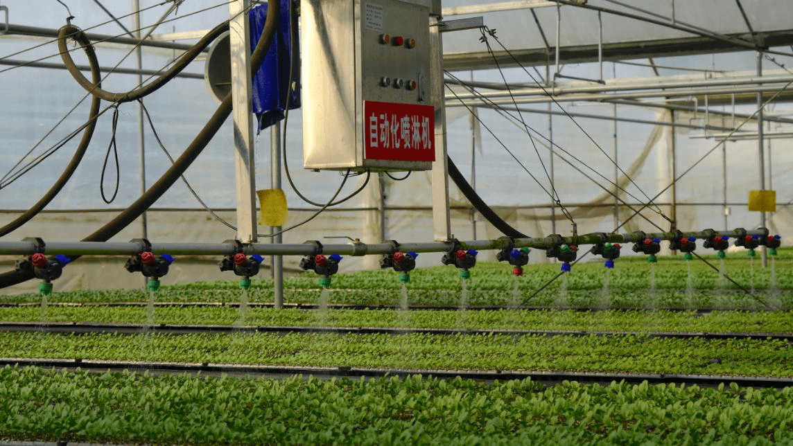 广州增城朱村街守好万亩口粮田擦亮乡村振兴金名片