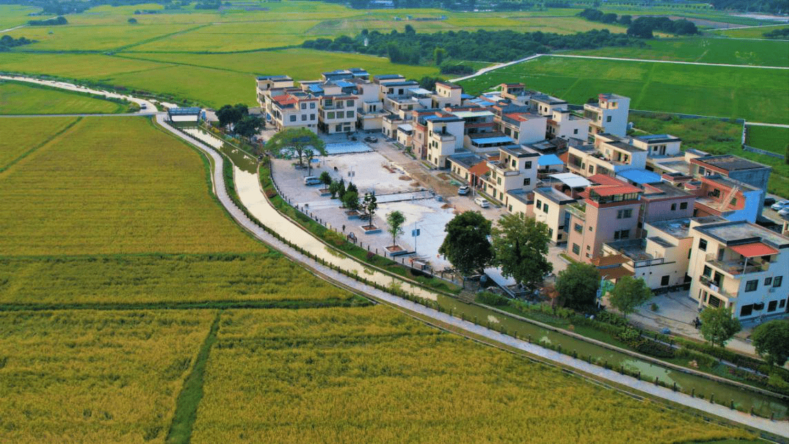 广州增城朱村街守好万亩口粮田擦亮乡村振兴金名片