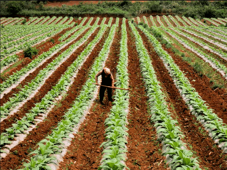 种烟人的酸甜苦辣_农人