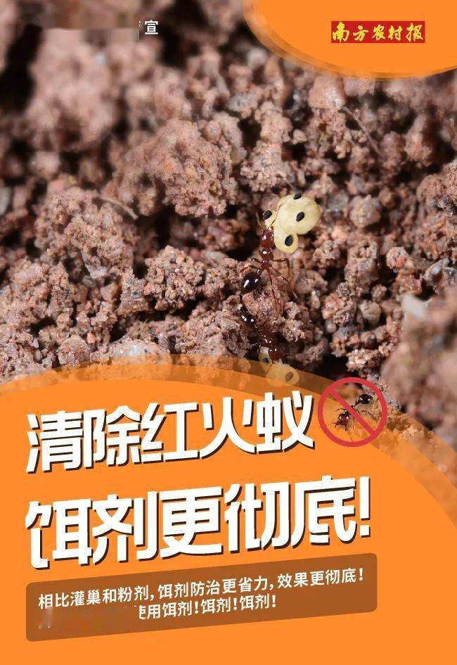 红火蚁防控宣传图片